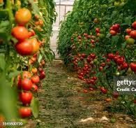 Tomatoes